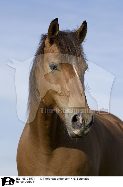 horse portrait / NS-01571