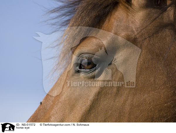 horse eye / NS-01572