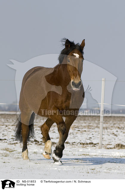 trotting horse / NS-01853