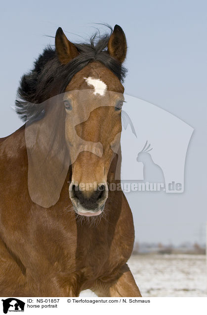 horse portrait / NS-01857