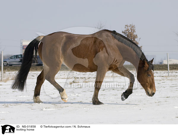 trotting horse / NS-01858
