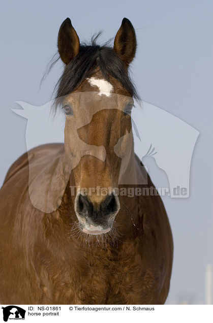 horse portrait / NS-01861