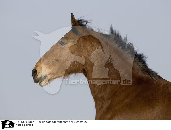 horse portrait / NS-01865