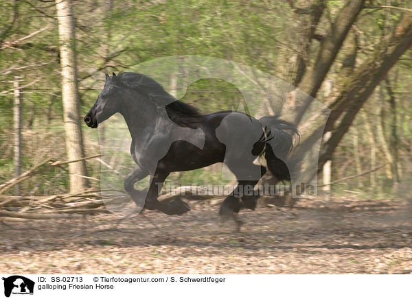 Friese im Galopp / galloping Friesian Horse / SS-02713