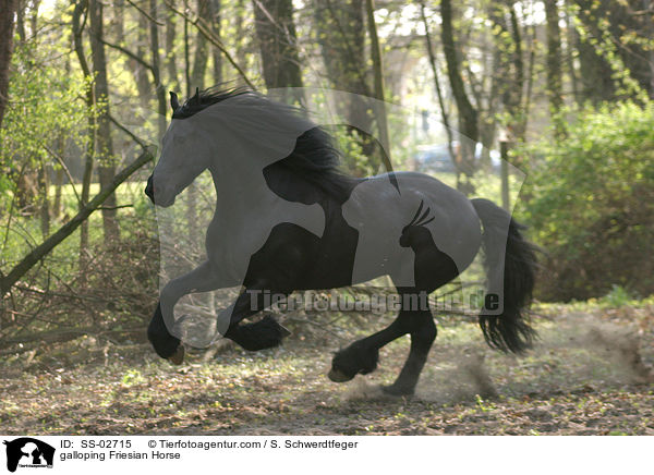 galloping Friesian Horse / SS-02715