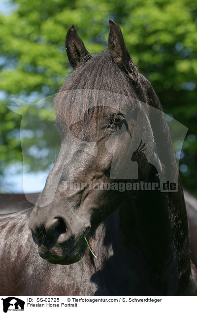 Friesian Horse Portrait / SS-02725
