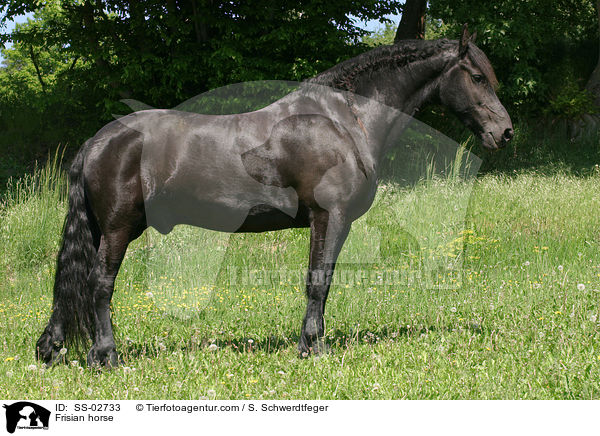 Frisian horse / SS-02733