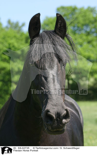 Friesian Horse Portrait / SS-02735