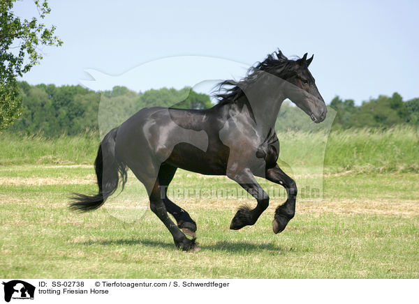 trotting Friesian Horse / SS-02738