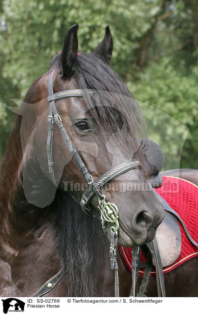 Friesian Horse / SS-02769