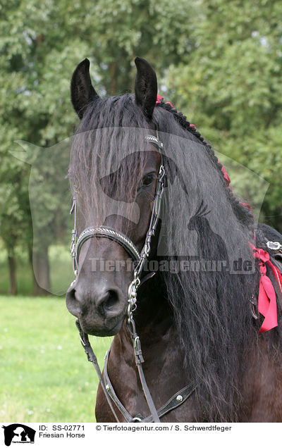 Friesian Horse / SS-02771