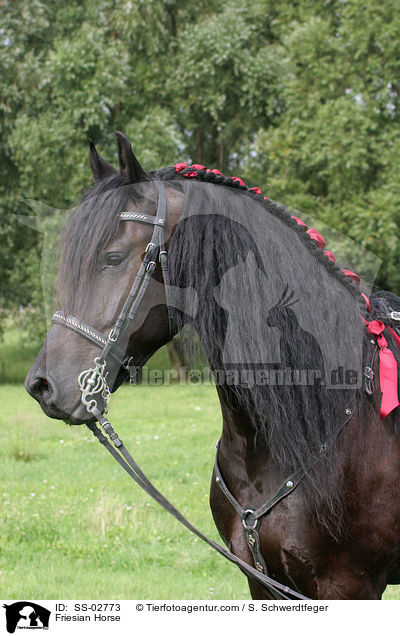 Friesian Horse / SS-02773