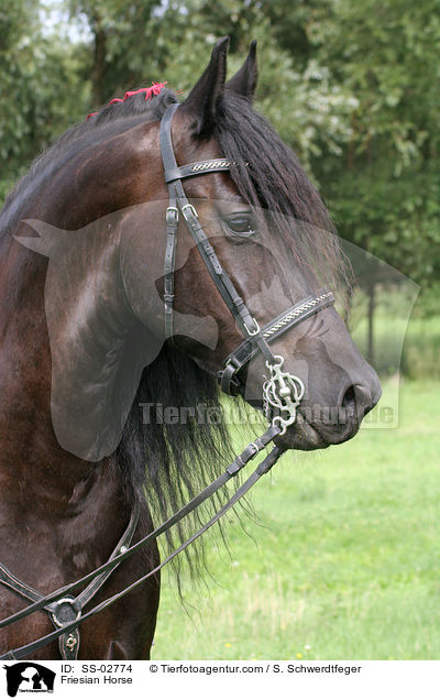 Friesian Horse / SS-02774