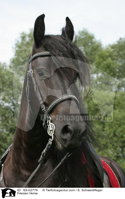 Friesian Horse / SS-02776