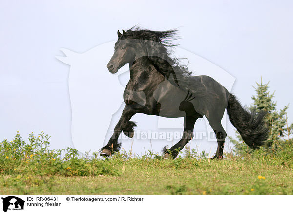 running friesian / RR-06431