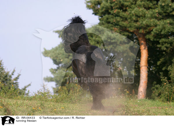 running friesian / RR-06433