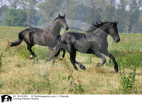 running Friesian Horses / IP-01325