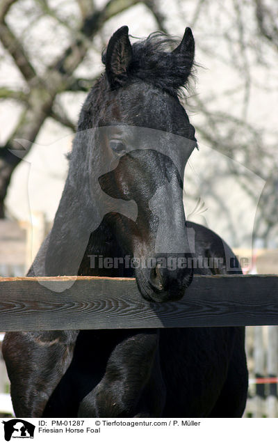 Friesian Horse Foal / PM-01287
