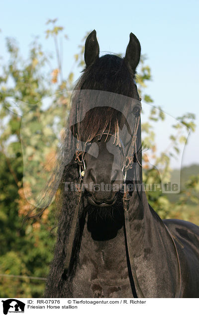 Friesenhengst Portrait / Friesian Horse stallion / RR-07976