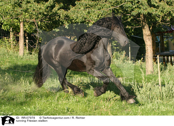 running Friesian stallion / RR-07978