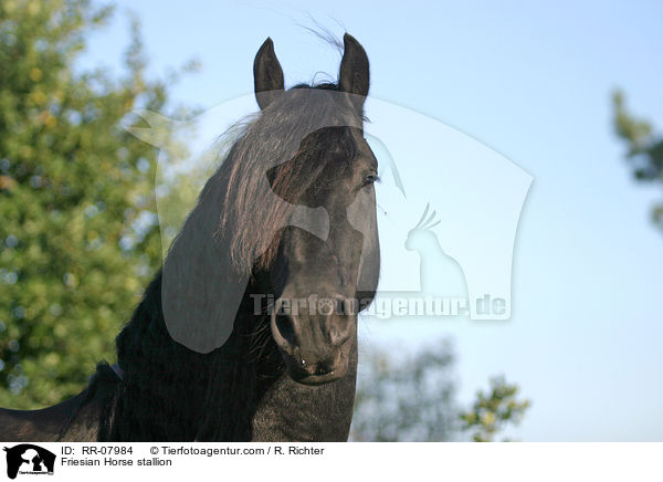 Friesenhengst Portrait / Friesian Horse stallion / RR-07984
