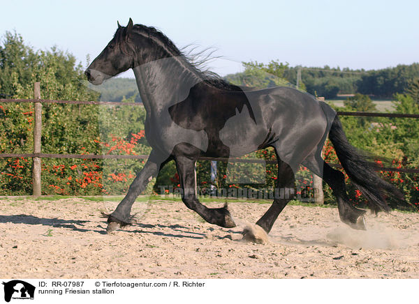 running Friesian stallion / RR-07987
