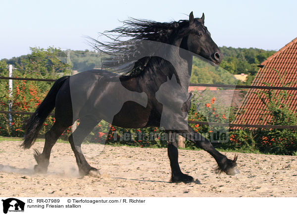 running Friesian stallion / RR-07989