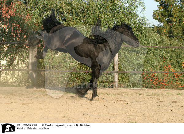 kicking Friesian stallion / RR-07998