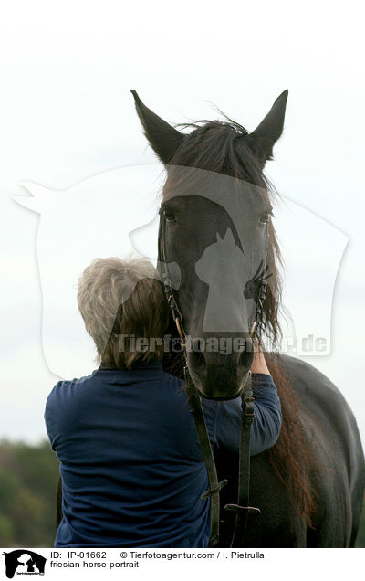 friesian horse portrait / IP-01662