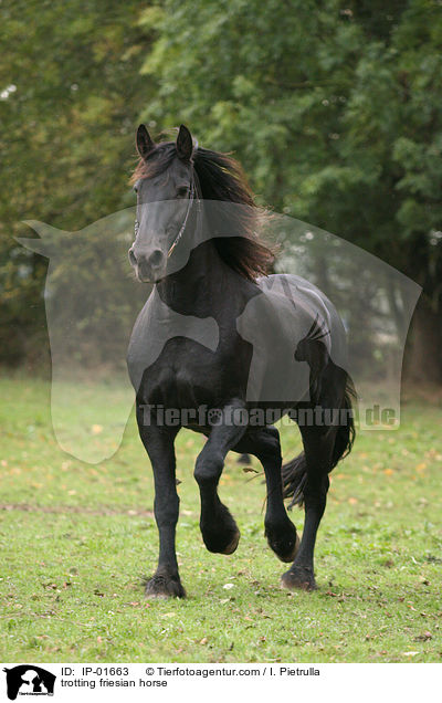 trotting friesian horse / IP-01663
