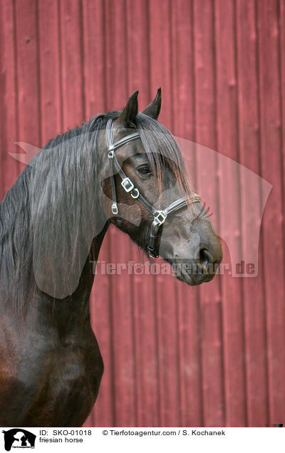 friesian horse / SKO-01018
