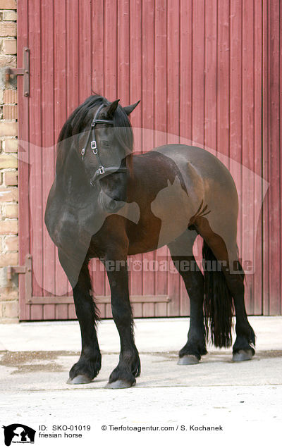 friesian horse / SKO-01019