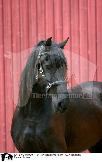 friesian horse / SKO-01020