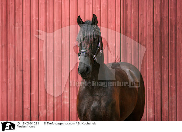 friesian horse / SKO-01021