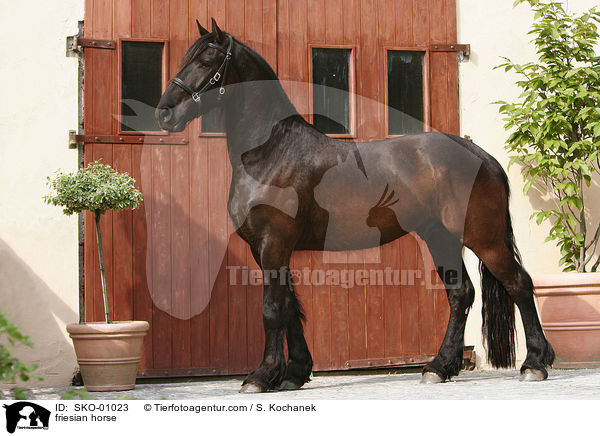 friesian horse / SKO-01023