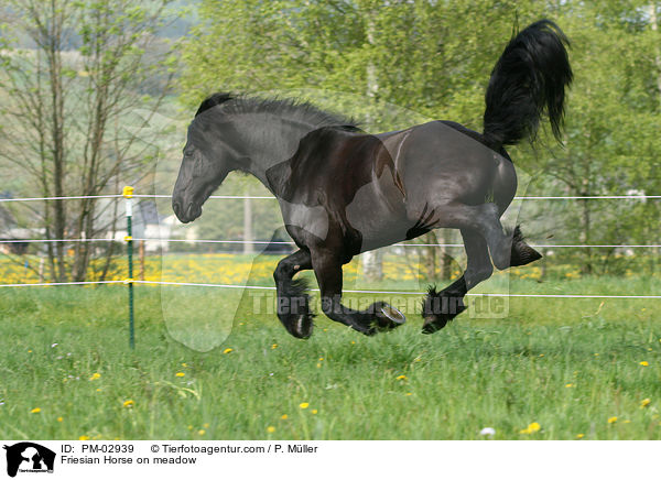 Friesian Horse on meadow / PM-02939