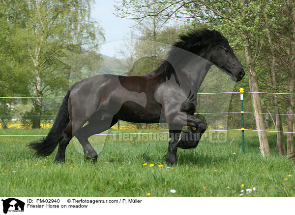 Friesian Horse on meadow / PM-02940