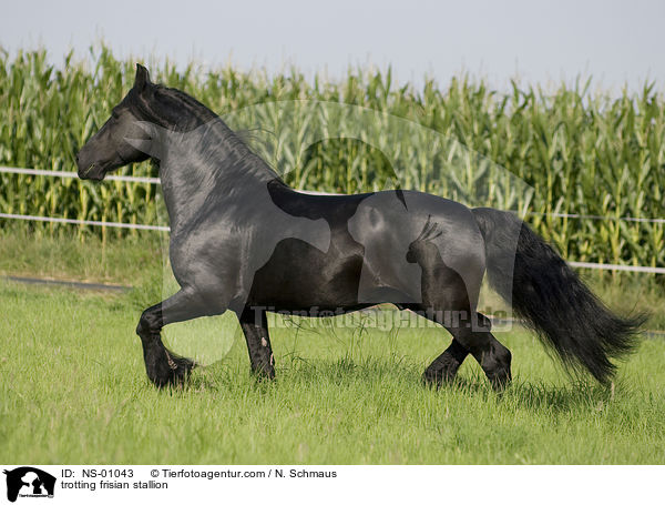 trotting frisian stallion / NS-01043