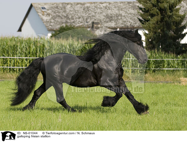 galloping frisian stallion / NS-01044