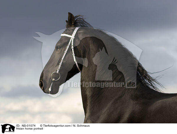 frisian horse portrait / NS-01074