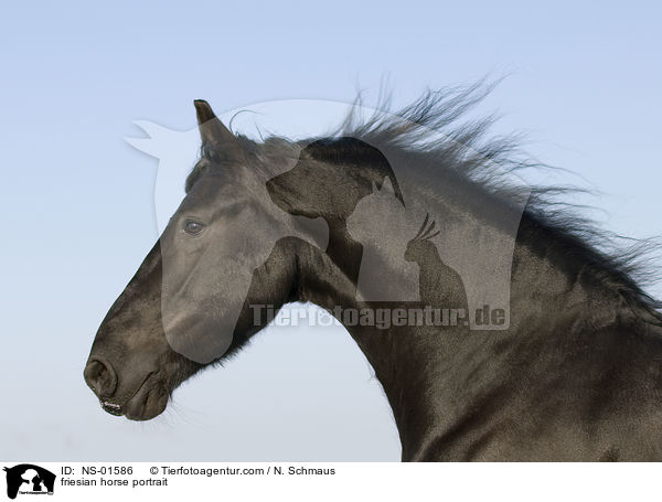 friesian horse portrait / NS-01586