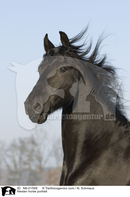friesian horse portrait / NS-01589