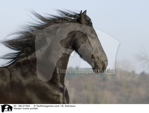 friesian horse portrait / NS-01592