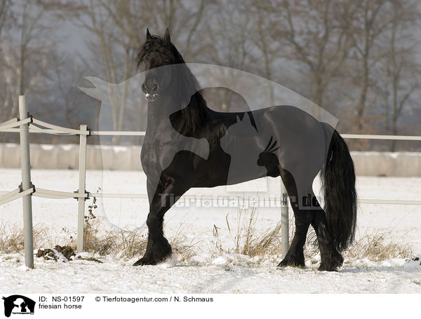 friesian horse / NS-01597