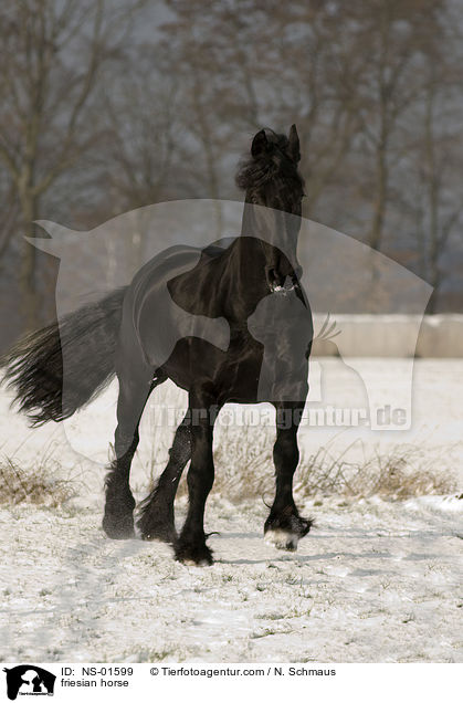 friesian horse / NS-01599
