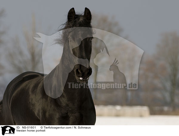 friesian horse portrait / NS-01601