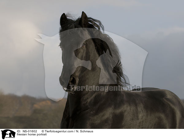 friesian horse portrait / NS-01602