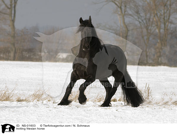 trotting friesian horse / NS-01603