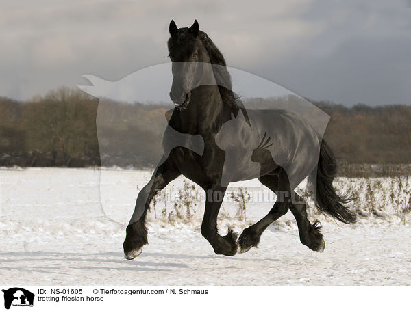 trotting friesian horse / NS-01605