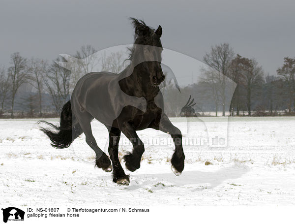 galloping friesian horse / NS-01607